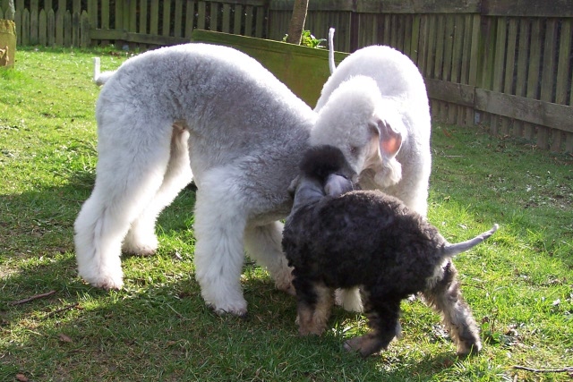 Unsere Hunde 03.02 (12).JPG